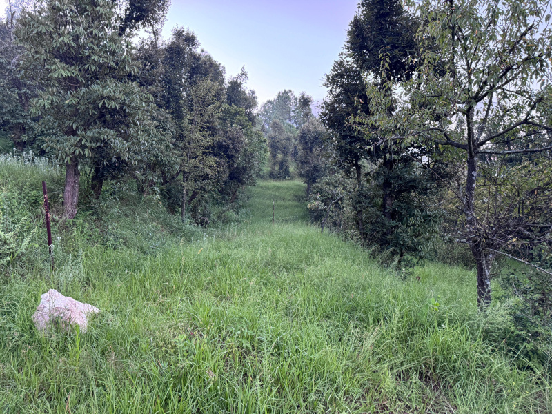  Residential Plot 8640 Sq.ft. for Sale in Simtola, Almora
