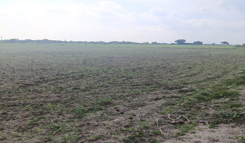  186 Acre Industrial Land for Sale in Amathur, Virudhunagar