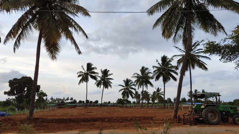  55539 Sq.ft. Agricultural/Farm Land for Sale in Hoskote, Bangalore