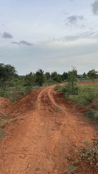  37 Guntha Agricultural/Farm Land for Sale in Hoskote, Bangalore