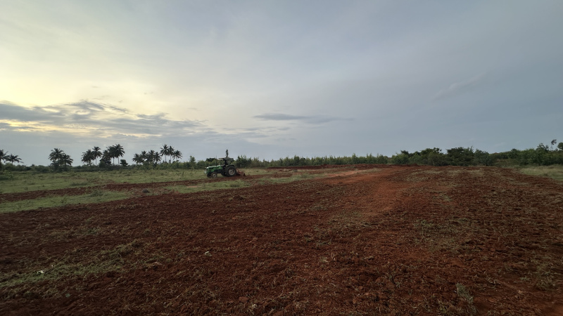  37 Guntha Agricultural/Farm Land for Sale in Hoskote, Bangalore