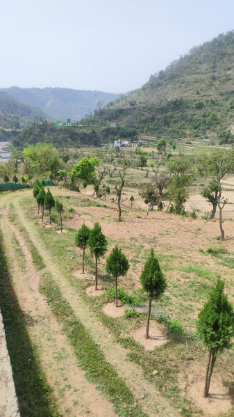  Residential Plot 8 Bigha for Sale in Morni Hills, Panchkula