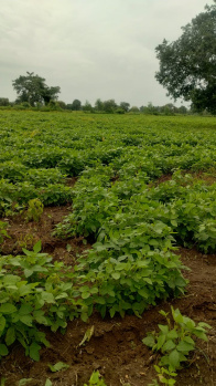  Agricultural Land for Sale in Pachora, Jalgaon