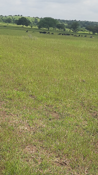  Agricultural Land for Rent in Aland, Gulbarga