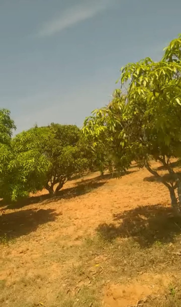  Agricultural Land 7 Acre for Sale in Srinivaspur, Kolar