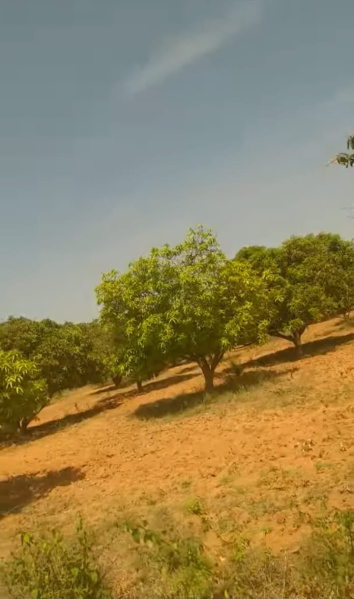  Agricultural Land 7 Acre for Sale in Srinivaspur, Kolar