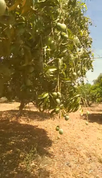  Agricultural Land 7 Acre for Sale in Srinivaspur, Kolar
