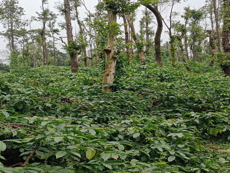  Agricultural Land 4 Ares for Sale in Mudigere, Chikmagalur