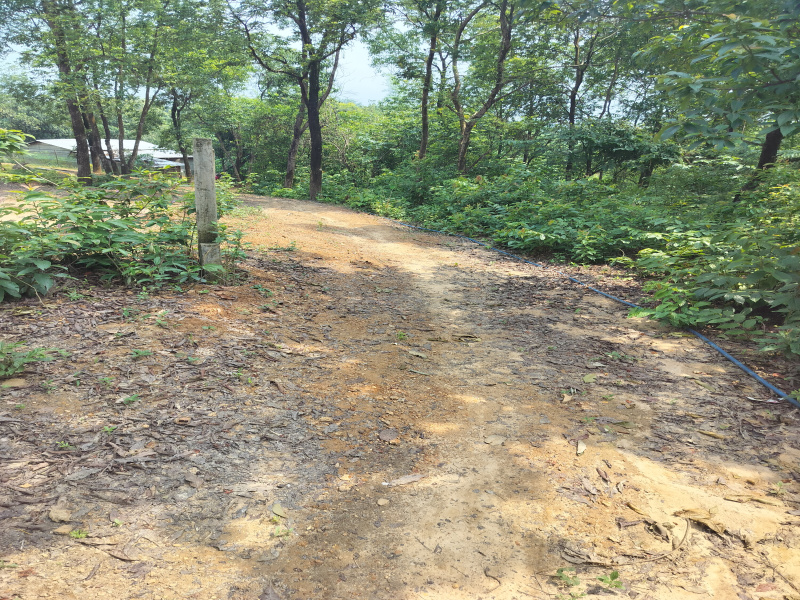  Residential Plot 4320 Sq.ft. for Sale in Barkhola, Silchar
