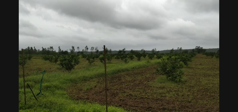  Agricultural Land 196 Guntha for Sale in Malvan, Sindhudurg