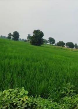  Agricultural Land 98 Marla for Sale in Farrukhnagar, Gurgaon