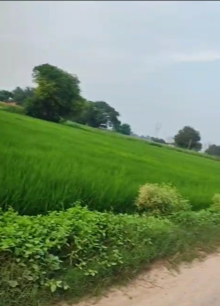 Agricultural Land 98 Marla for Sale in Farrukhnagar, Gurgaon