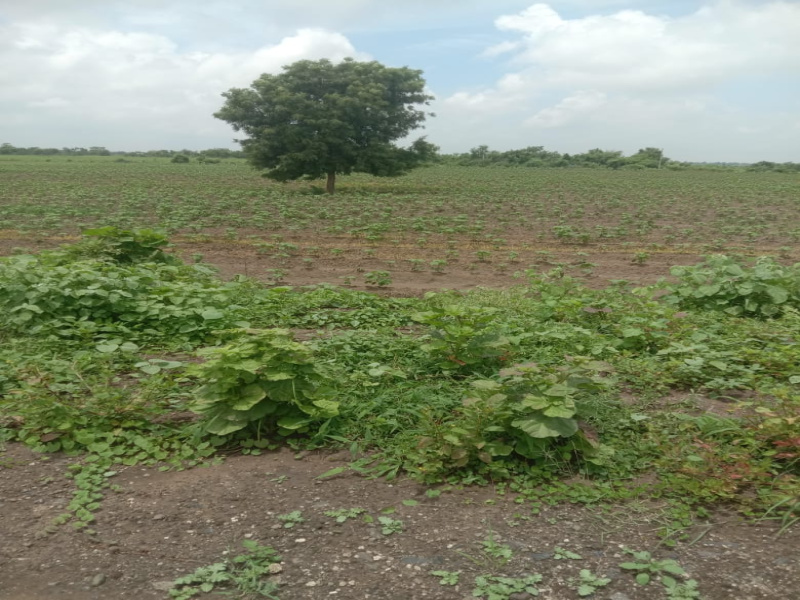  Agricultural Land 3 Acre for Sale in Mouda, Nagpur