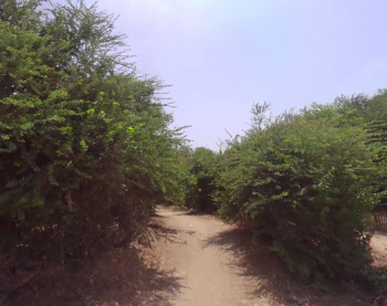  Agricultural Land for Sale in Sindhrot, Vadodara