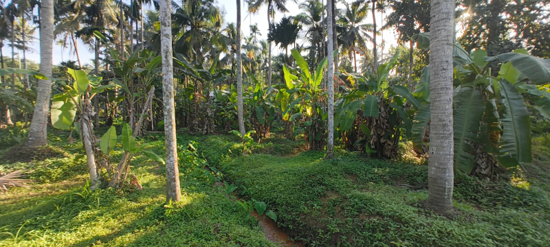 Commercial Land 50 Cent for Sale in Kattakada, Thiruvananthapuram