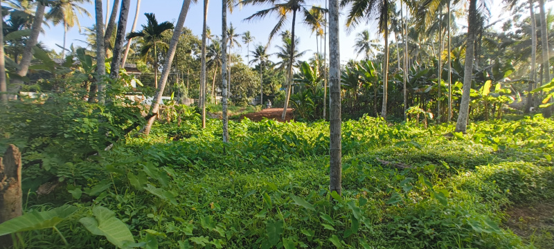  Commercial Land 50 Cent for Sale in Kattakada, Thiruvananthapuram