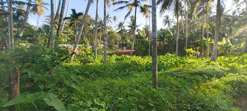  Commercial Land 50 Cent for Sale in Kattakada, Thiruvananthapuram