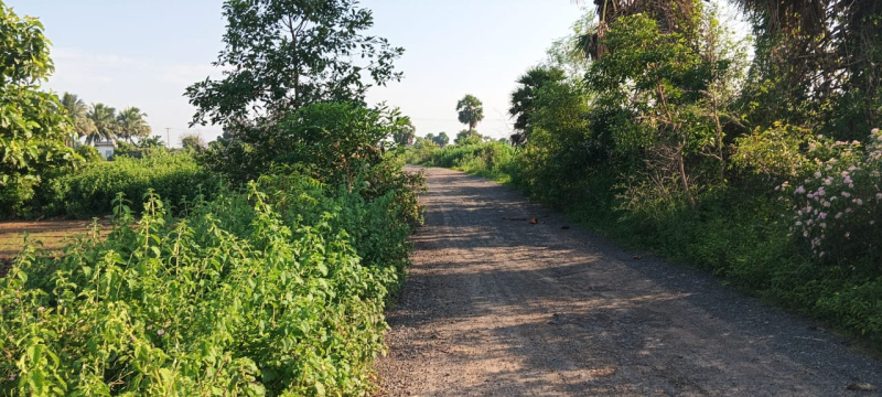  Agricultural Land 39000 Sq.ft. for Sale in Vandavasi, Tiruvannamalai