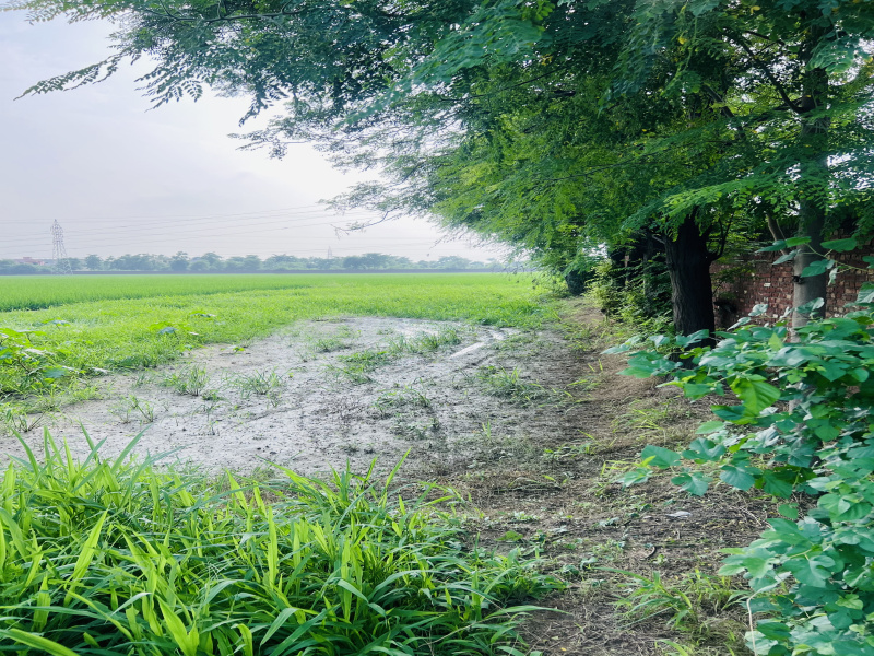  Agricultural Land 5454 Sq.ft. for Sale in Mehatpur, Jalandhar