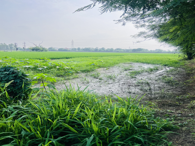  Agricultural Land 5454 Sq.ft. for Sale in Mehatpur, Jalandhar