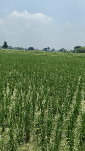  Residential Plot 5 Hectares for Sale in Bhander, Datia