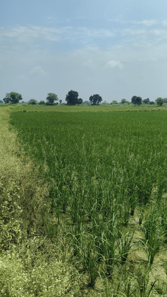  Residential Plot 5 Hectares for Sale in Bhander, Datia