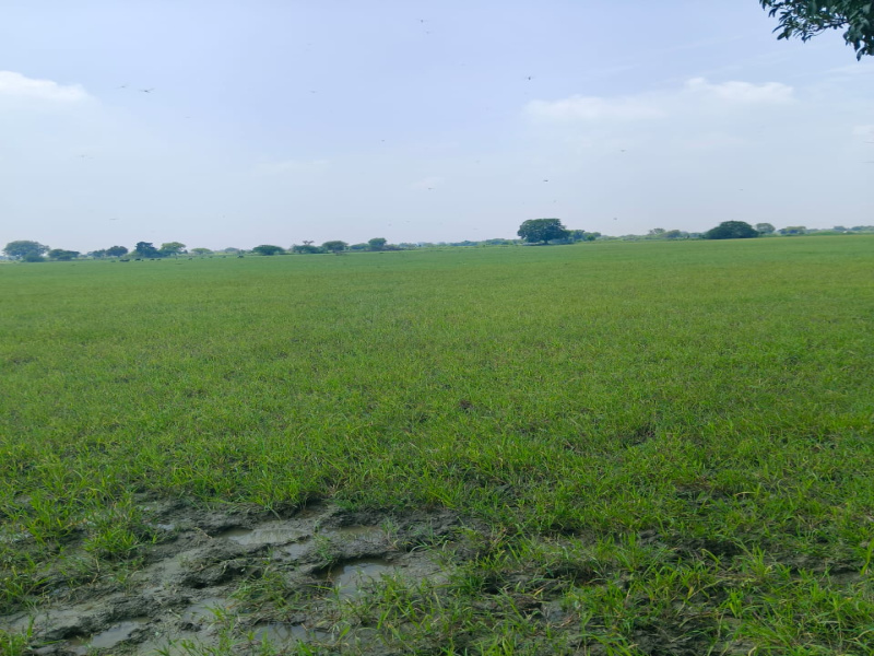  Residential Plot 5 Hectares for Sale in Bhander, Datia