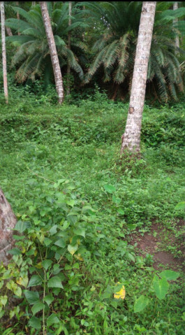  Residential Plot 17 Cent for Sale in Kottooli, Kozhikode