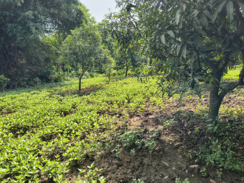  Agricultural Land for Sale in Kolamuru, Rajahmundry