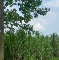  Residential Plot for Sale in Jansath, Muzaffarnagar