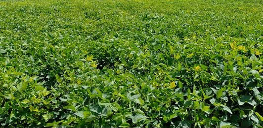  Agricultural Land 3 Acre for Sale in Bangar Nagar, Hingoli