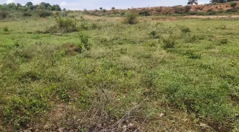  Agricultural Land 50 Cent for Sale in Shoolagiri, Hosur