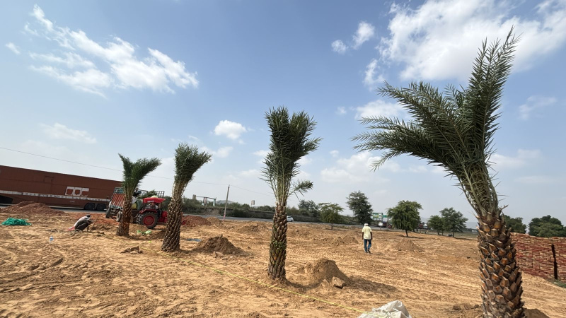  100 Sq. Yards Residential Plot for Sale in Sotanala, Behror
