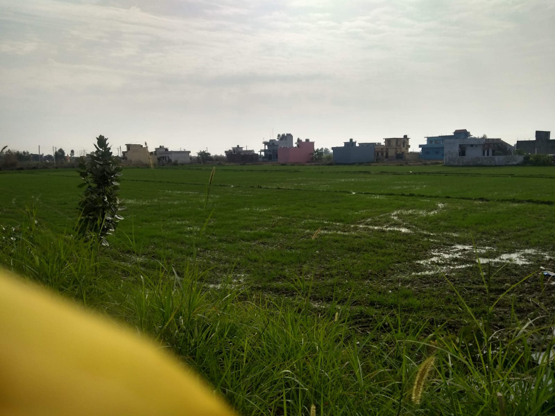  Agricultural Land 14 Bigha for Rent in Peerumadara, Nainital