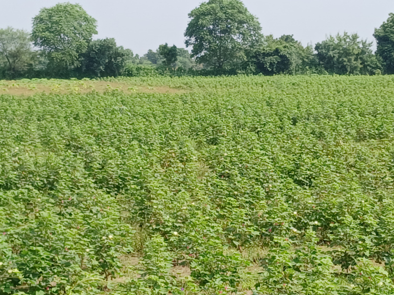  Agricultural Land 6 Bigha for Sale in Kapadvanj, Kheda