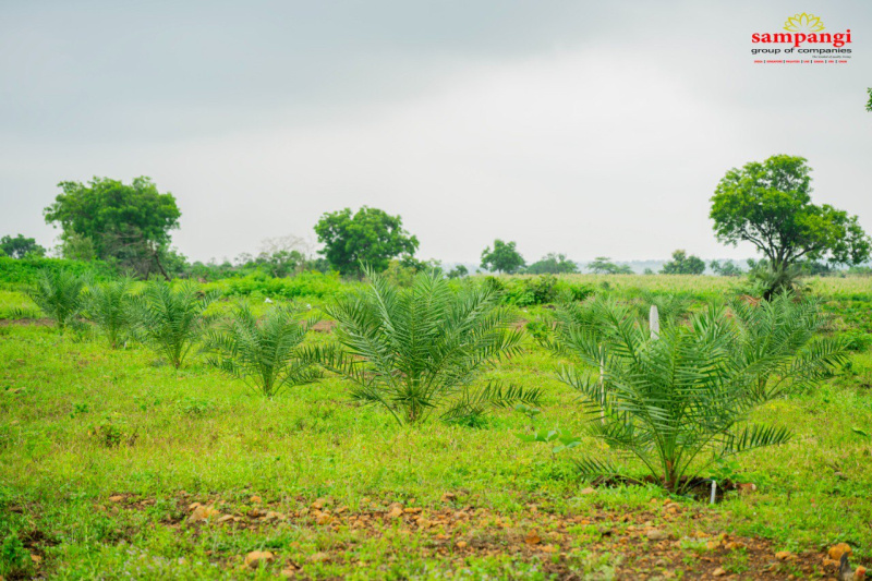  Residential Plot 605 Sq. Yards for Sale in Narayankhed, Sangareddy