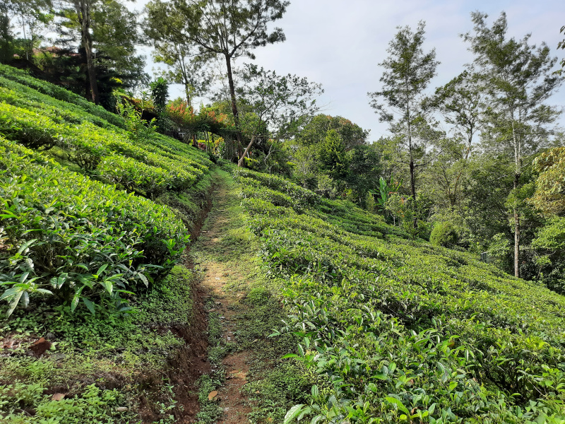  2000 Sq.ft. Guest House for Sale in Peermade, Idukki