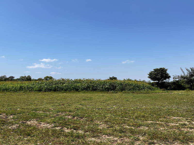  Residential Plot 1250 Sq.ft. for Sale in Sherpur, Dehradun