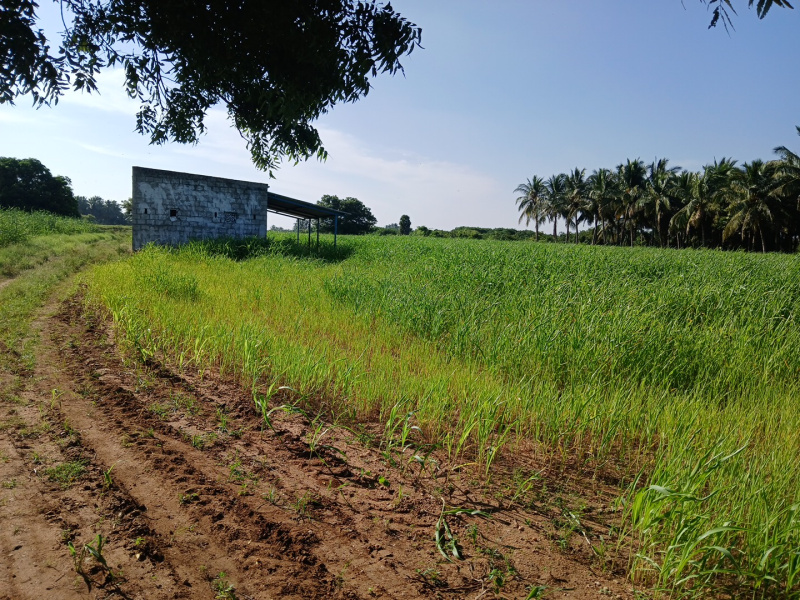  4 Acre Agricultural/Farm Land for Sale in Madavilagam, Karur