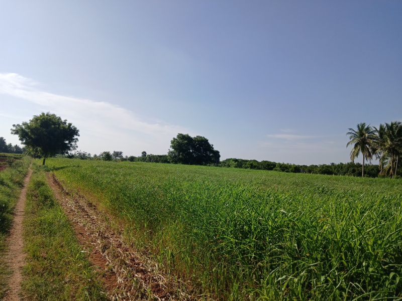  4 Acre Agricultural/Farm Land for Sale in Madavilagam, Karur