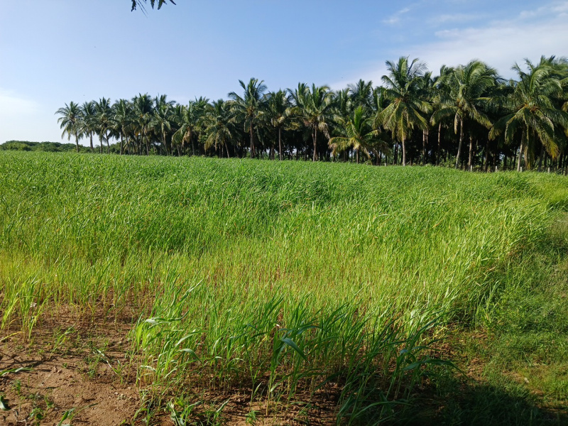  4 Acre Agricultural/Farm Land for Sale in Madavilagam, Karur