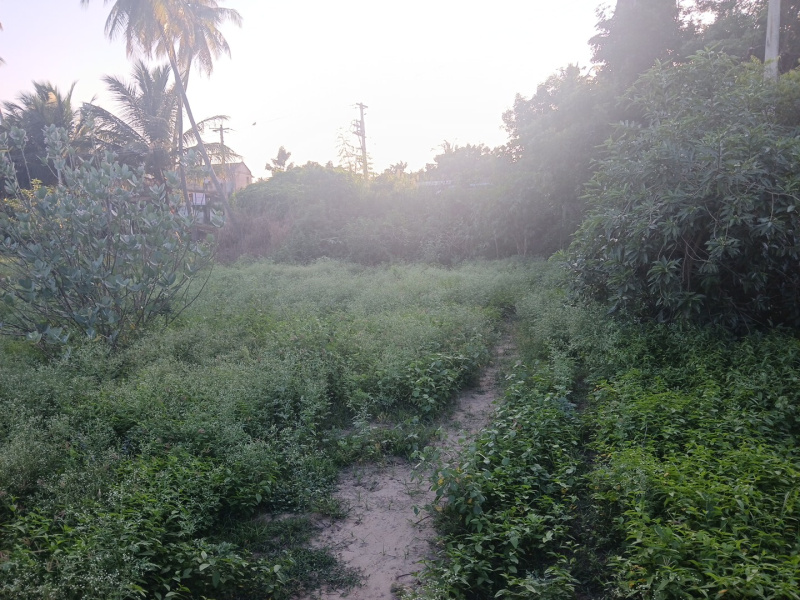  75 Cent Agricultural/Farm Land for Sale in Puliyur, Karur