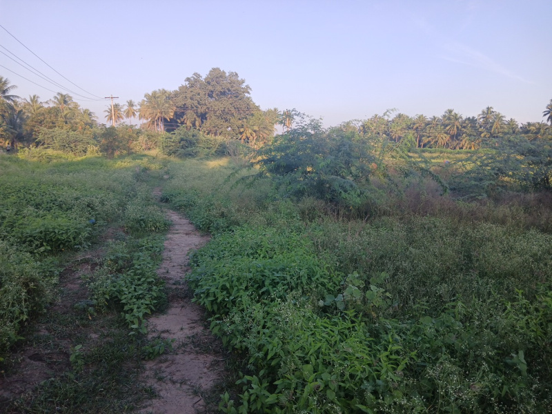 75 Cent Agricultural/Farm Land for Sale in Puliyur, Karur