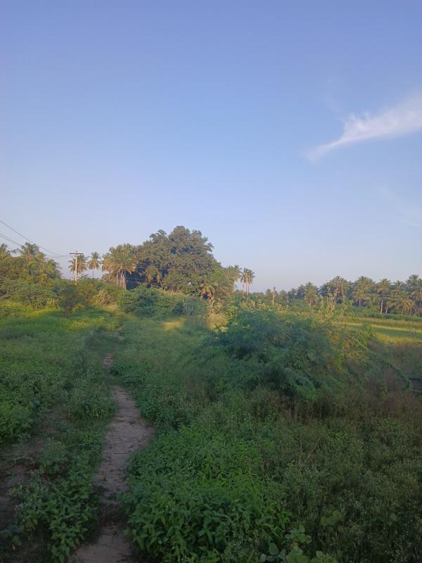  75 Cent Agricultural/Farm Land for Sale in Puliyur, Karur