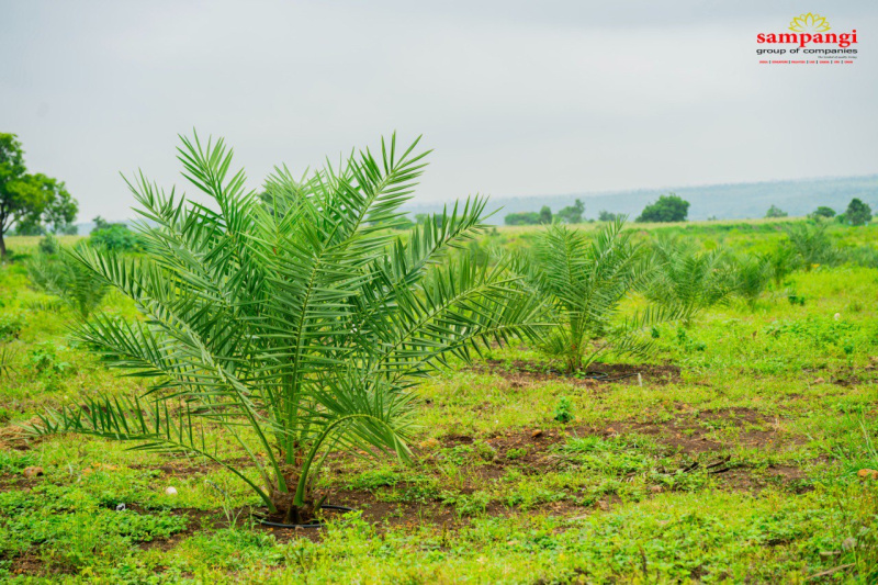  605 Sq. Yards Agricultural/Farm Land for Sale in Sadasivpet, Sangareddy