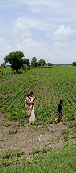  4 Bigha Agricultural/Farm Land for Rent in Sanwer, Indore