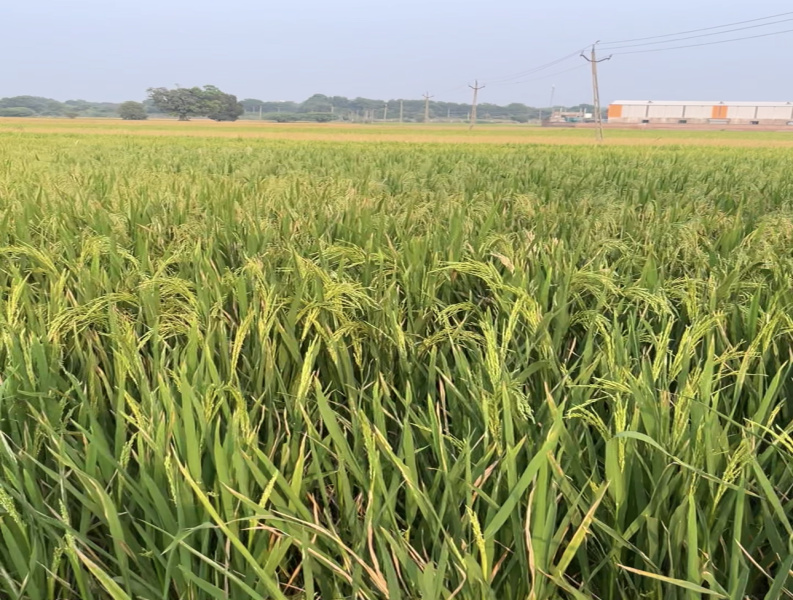 3 Bigha Agricultural/Farm Land for Sale in Daskroi, Ahmedabad