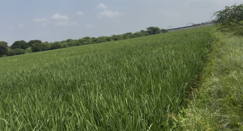 3 Bigha Agricultural/Farm Land for Sale in Daskroi, Ahmedabad