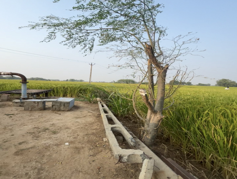 3 Bigha Agricultural/Farm Land for Sale in Daskroi, Ahmedabad