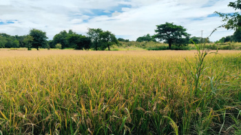  Agricultural Land for Sale in Indapur, Raigad